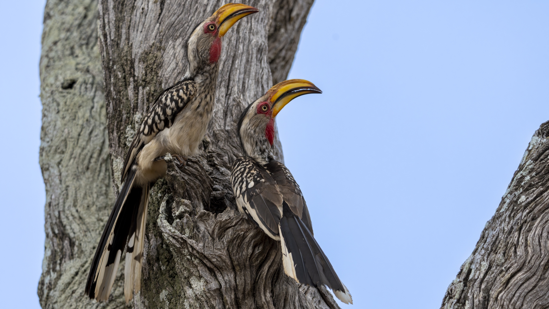 Kruger25 2025 11 06 07 21 06 ILCE 1M2 2459